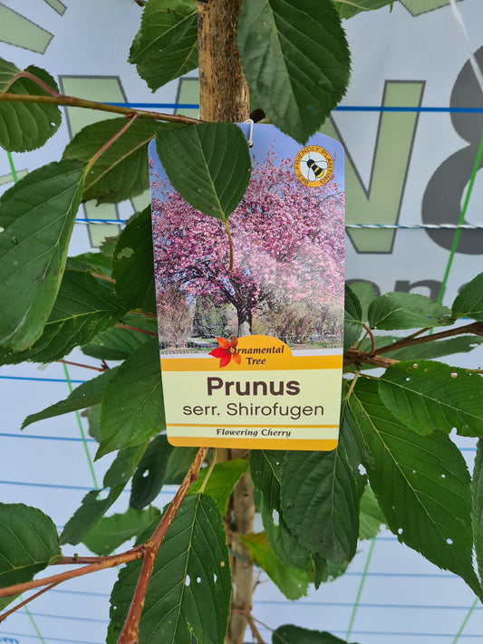 Prunus Serrulata Shirofugen (Cherry)