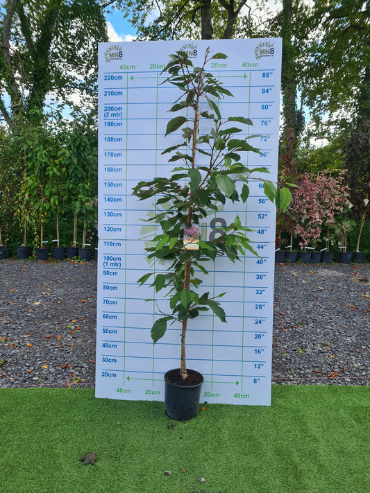 Prunus Serrulata Shirofugen (Cherry)