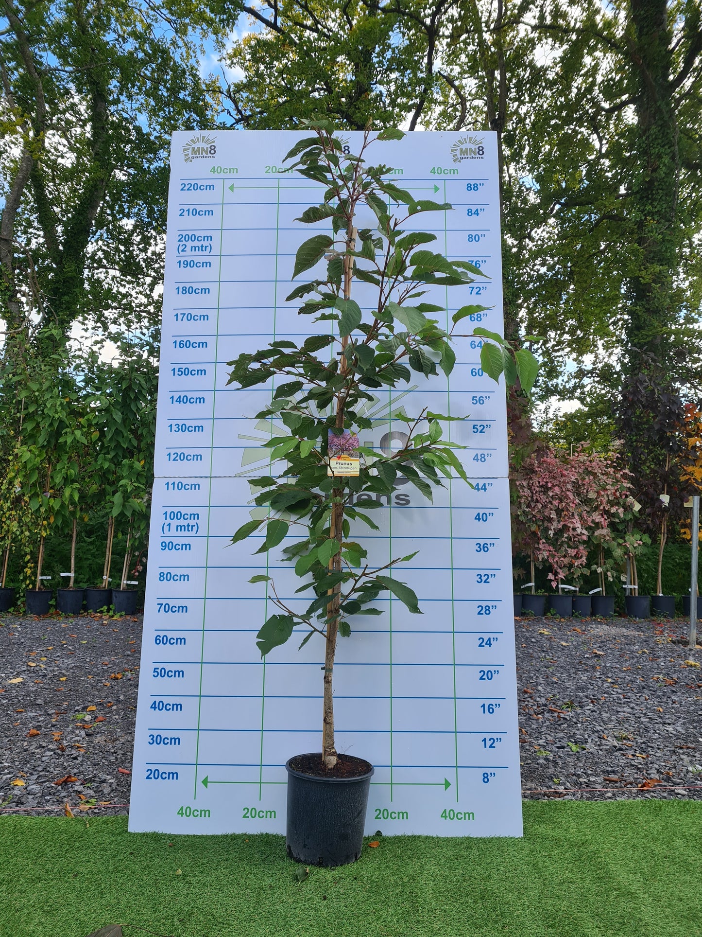 Prunus Serrulata Shirofugen (Cherry)