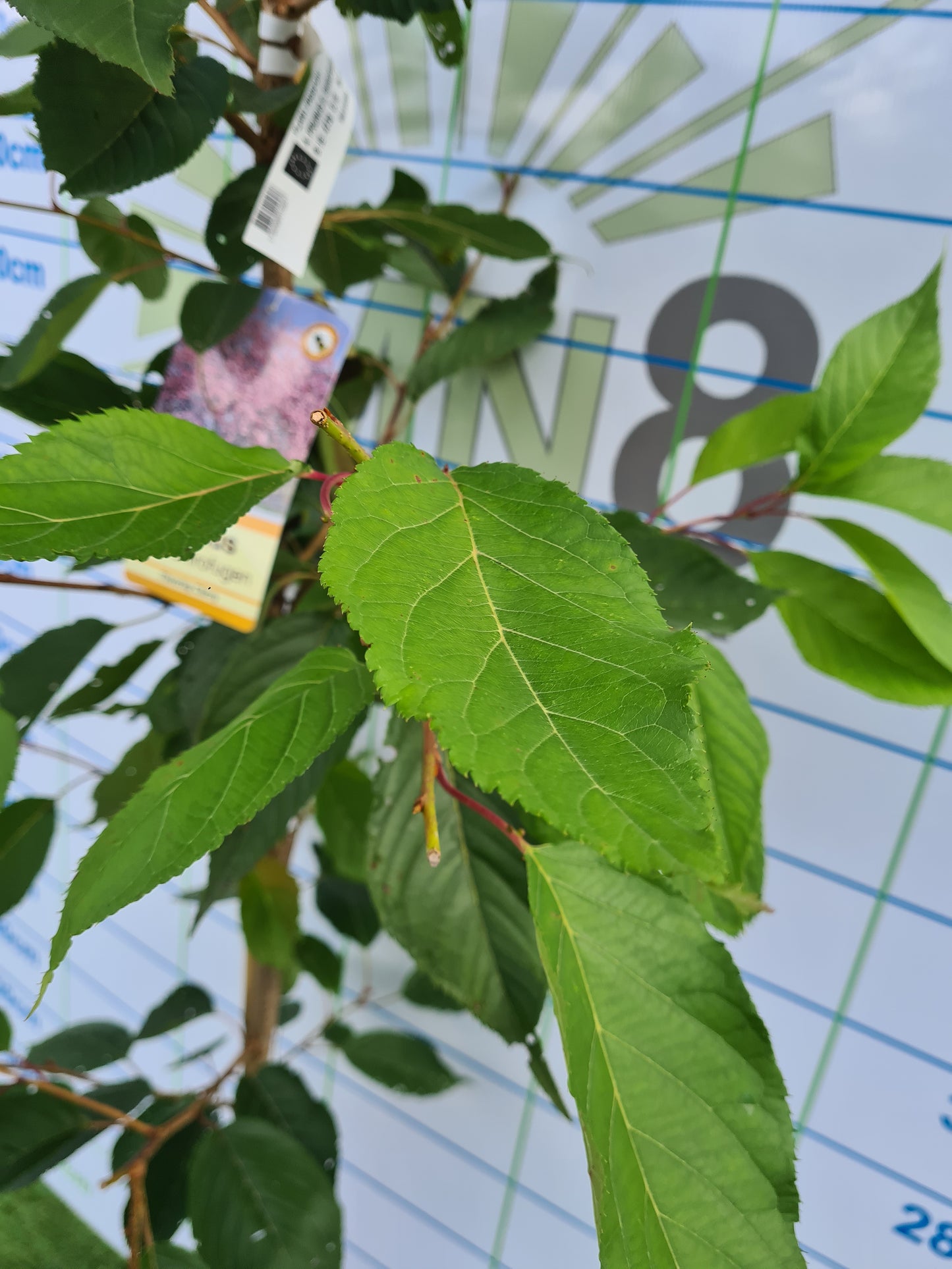 Prunus Serrulata Shirofugen (Cherry)