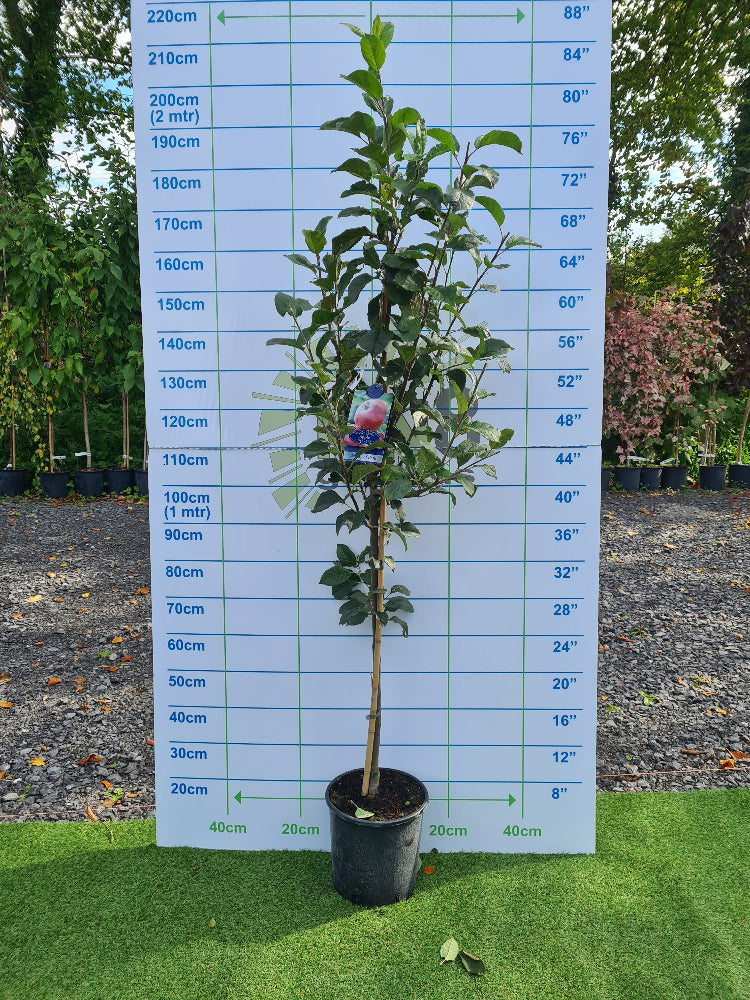 Apple Tree bundle offer Special Offer