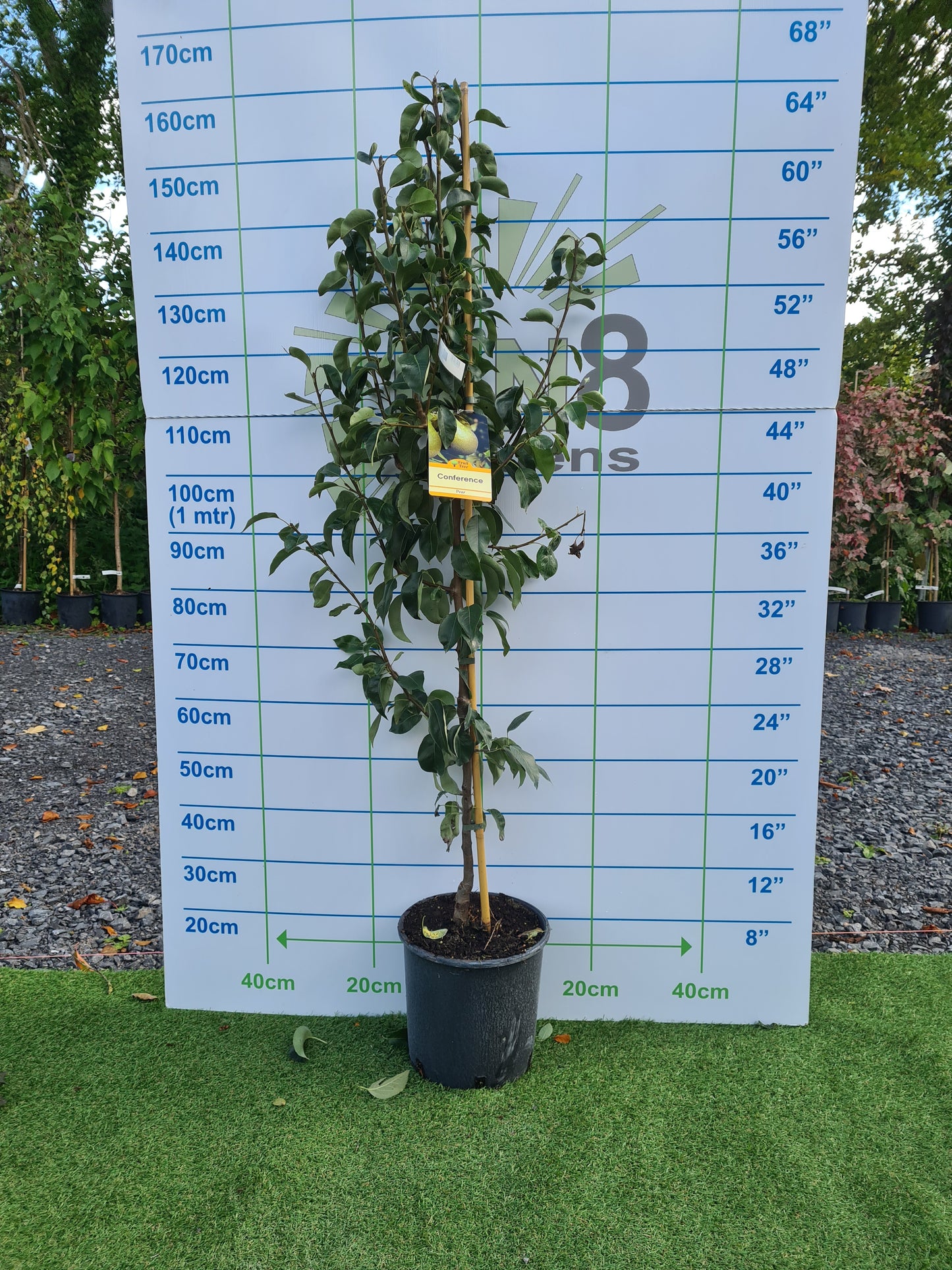 Mixed Fruit Tree Bundle. Special Offer
