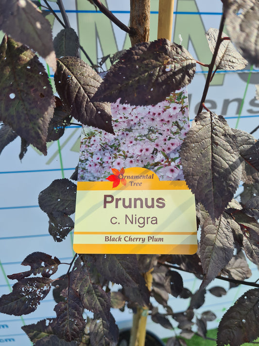 Cherry, Prunus cerasifera Nigra