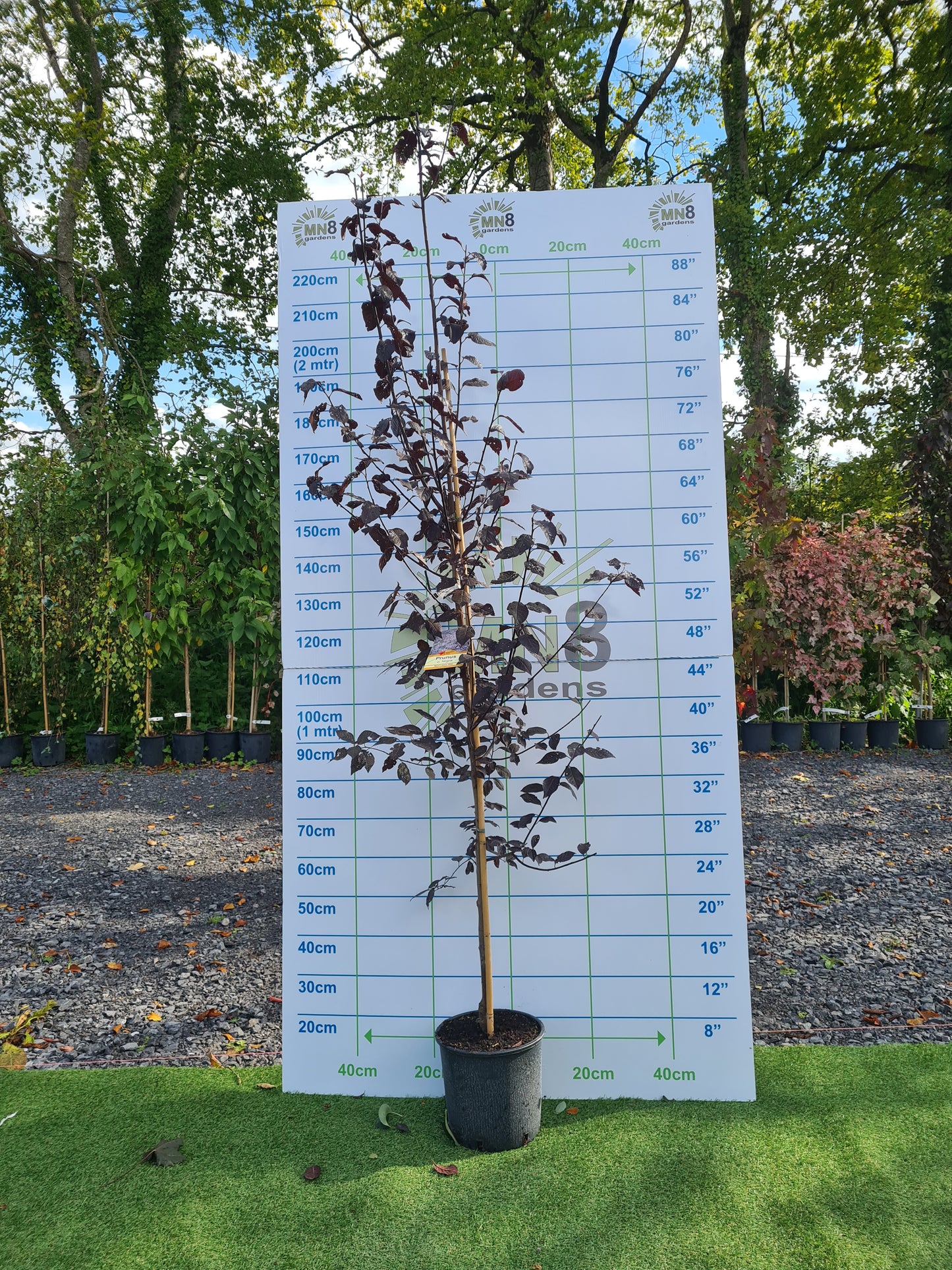 Cherry, Prunus cerasifera Nigra