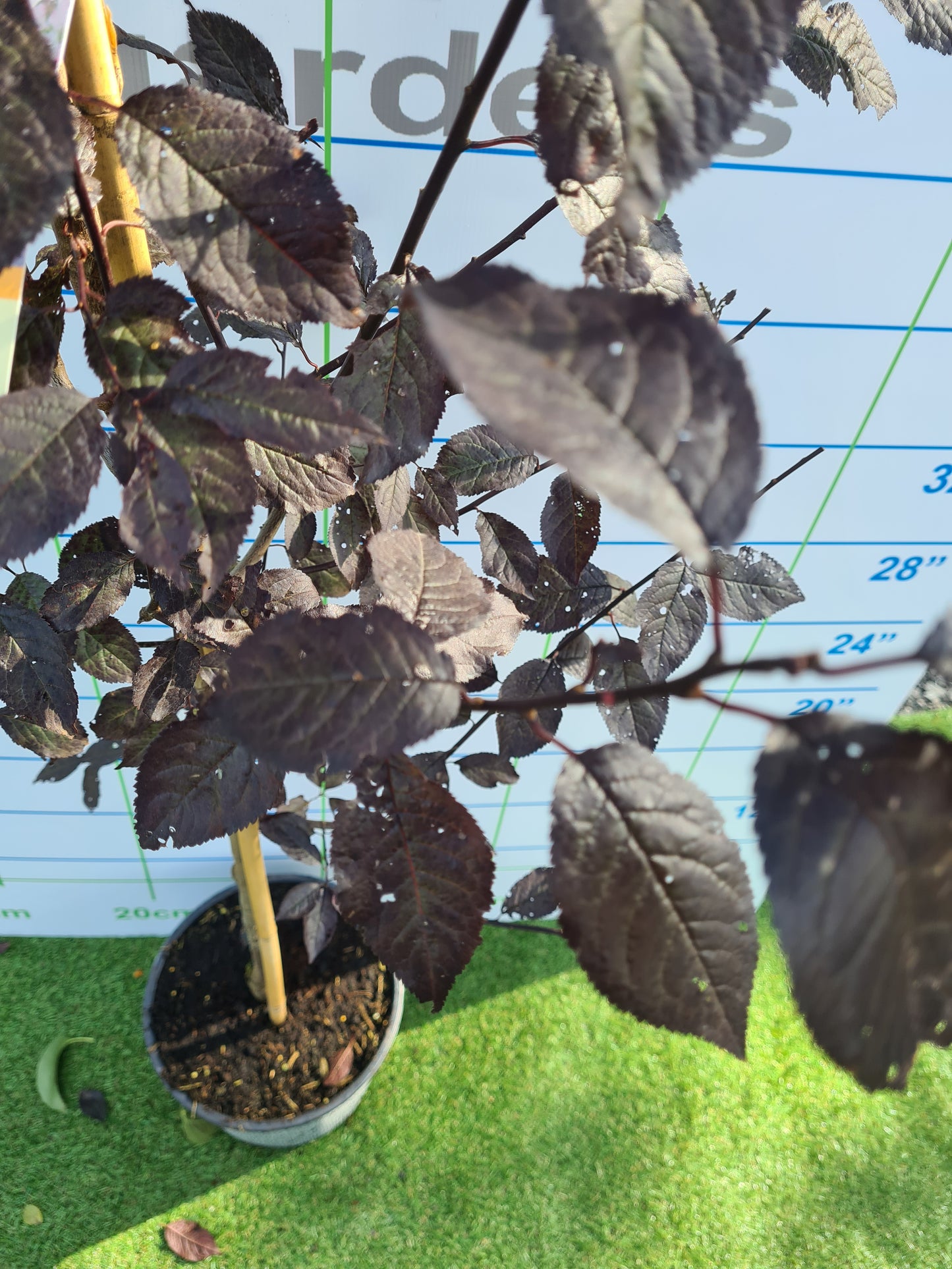 Cherry, Prunus cerasifera Nigra