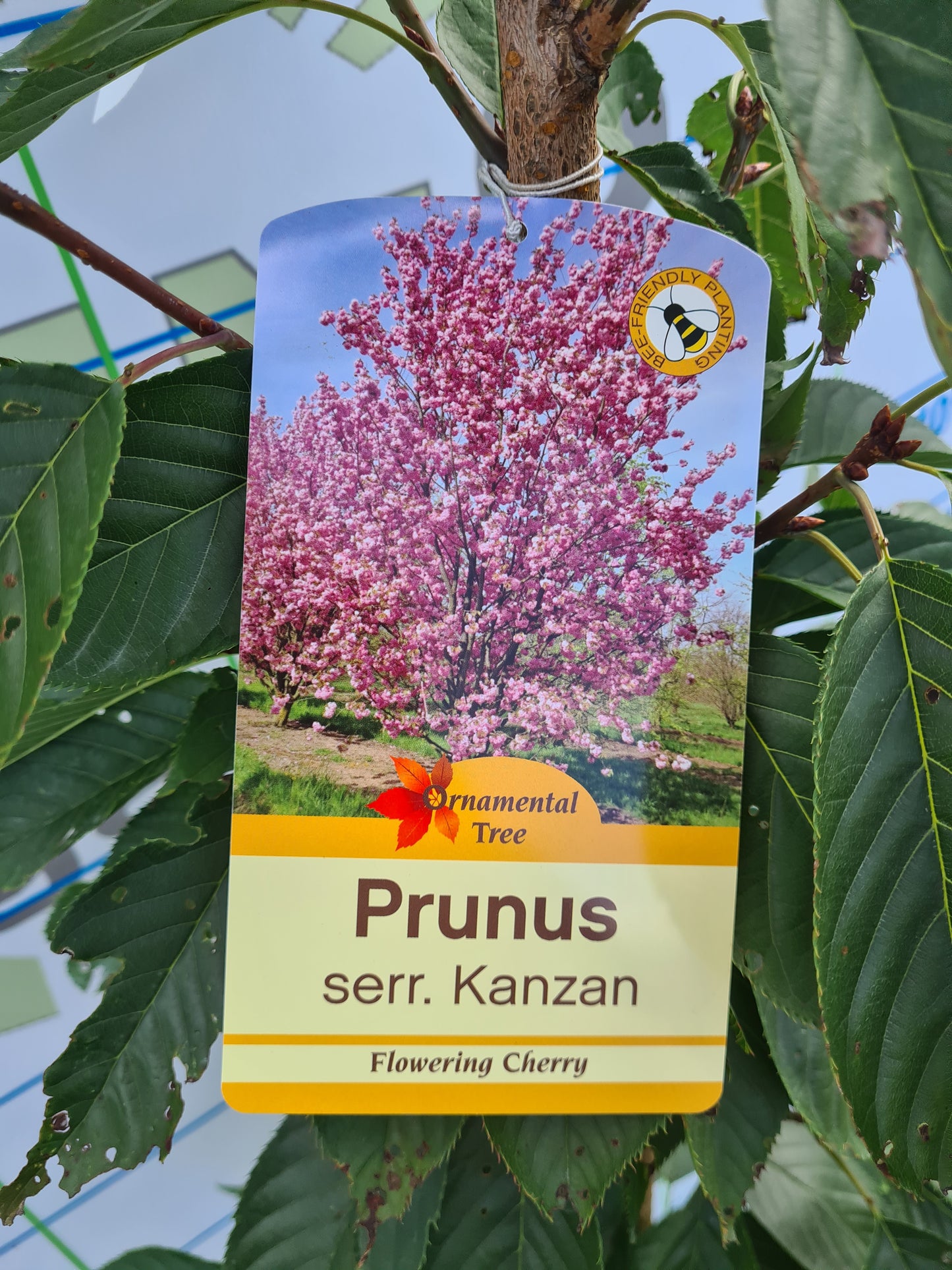 Cherry, Prunus S. Kanzan.