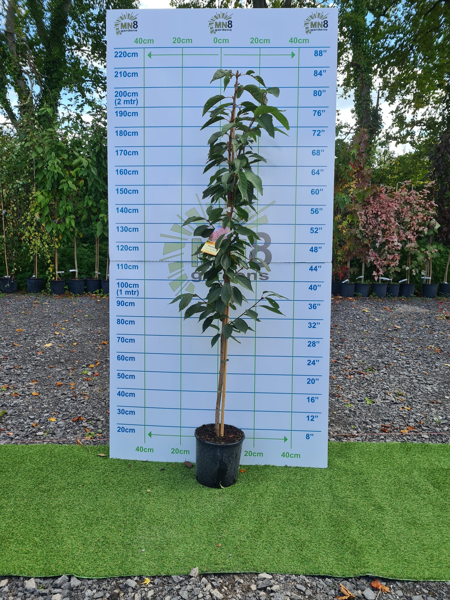 Cherry, Prunus S. Kanzan.