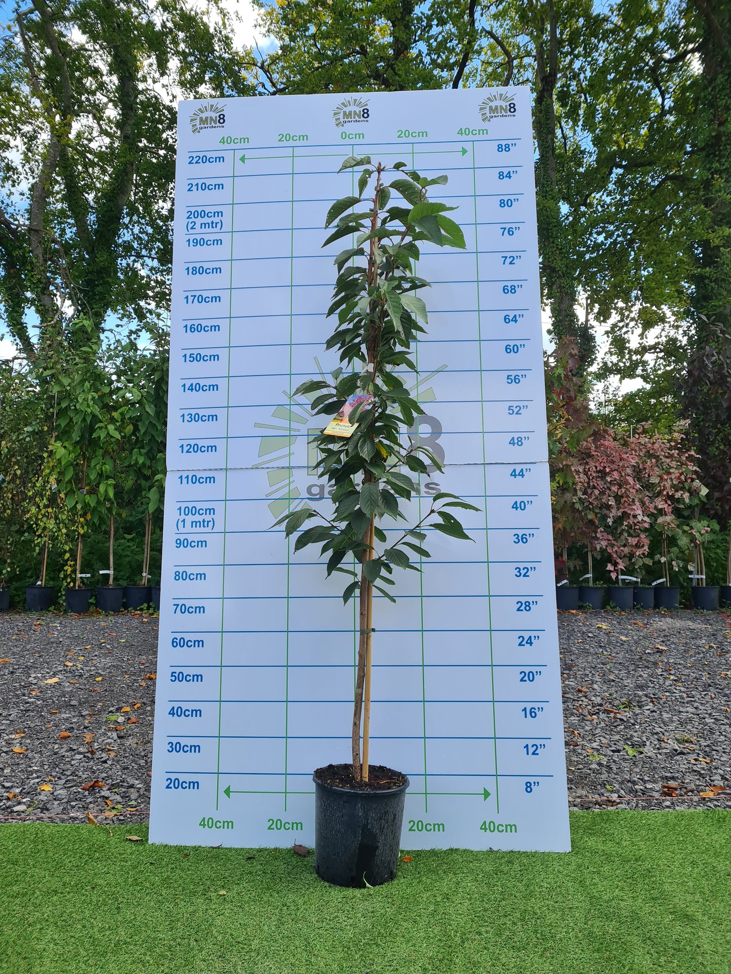 Cherry, Prunus S. Kanzan.