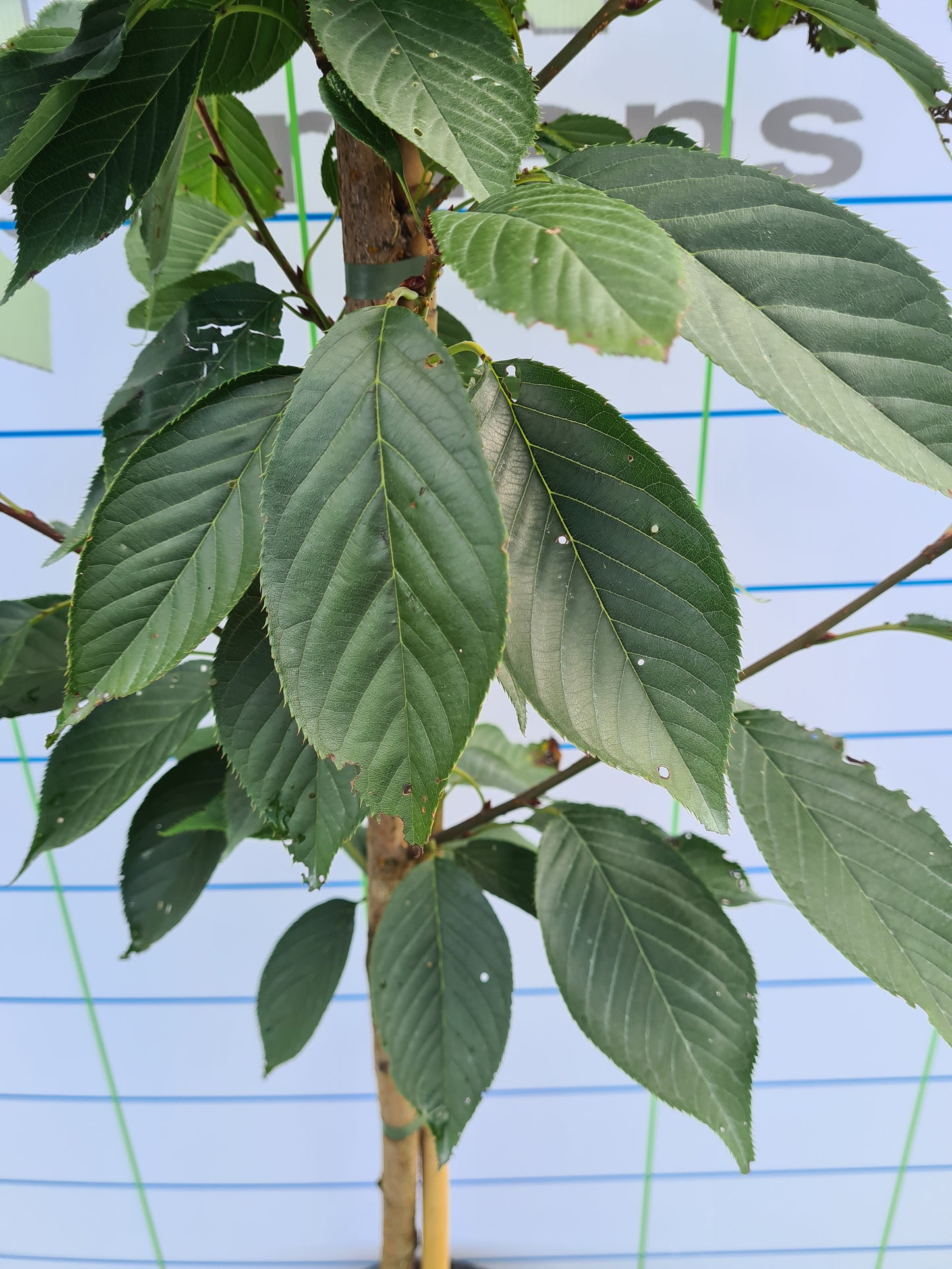 Cherry, Prunus S. Kanzan.