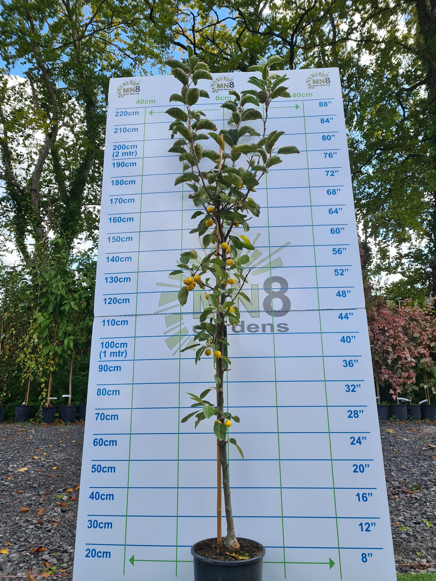 Malus Golden Hornet (Crabapple)