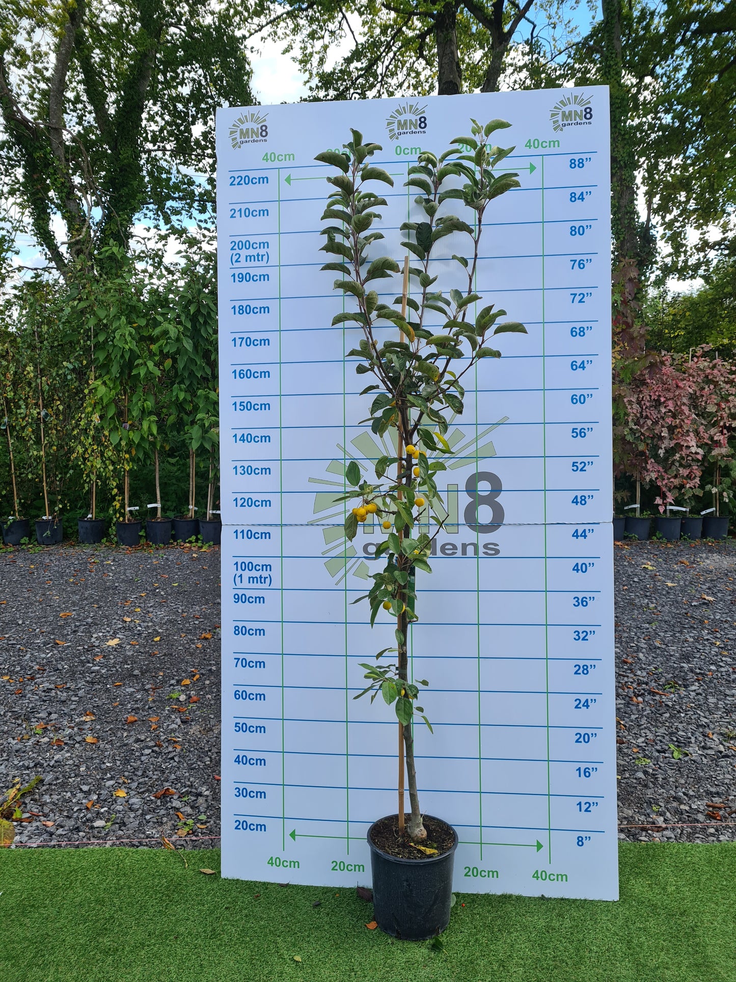 Malus Golden Hornet (Crabapple)