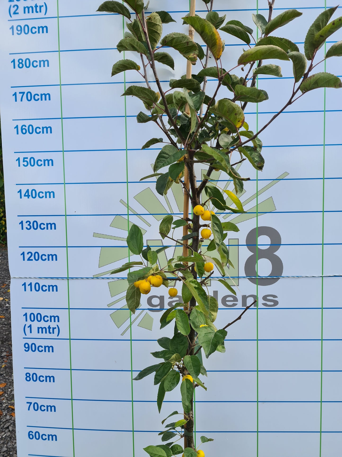 Malus Golden Hornet (Crabapple)