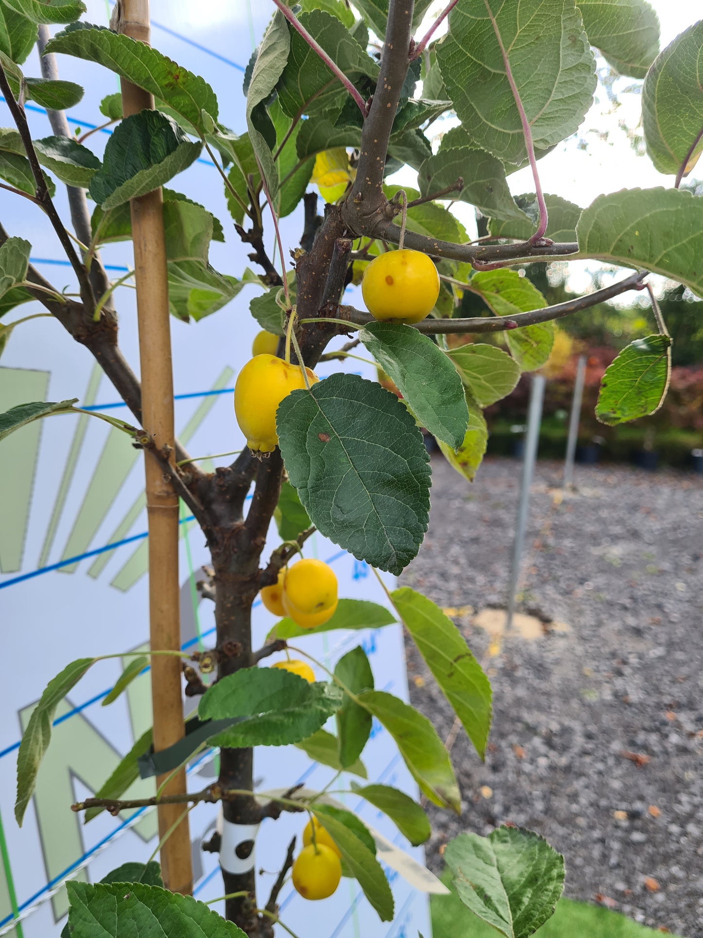 Malus Golden Hornet (Crabapple)