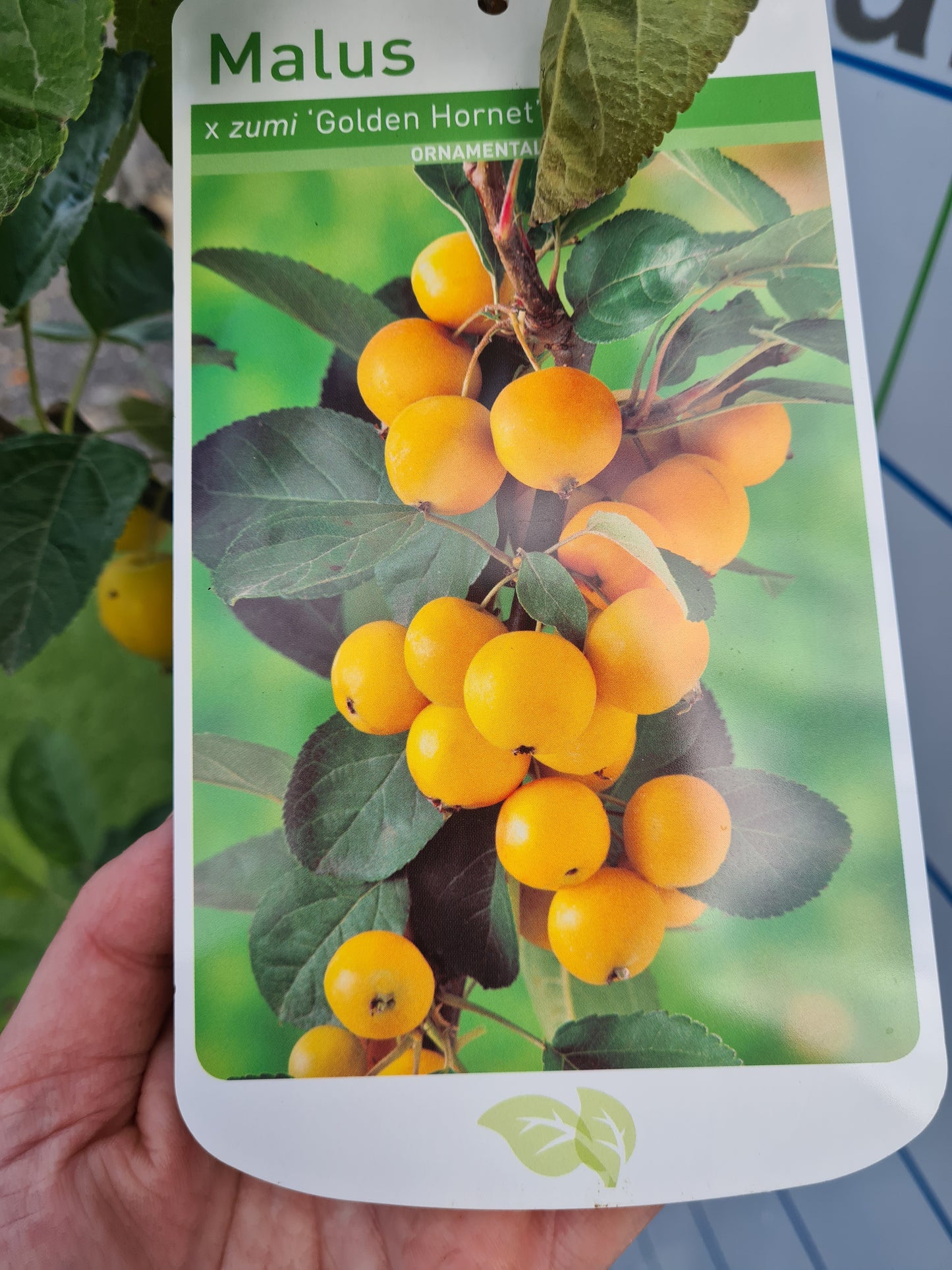 Malus Golden Hornet (Crabapple)