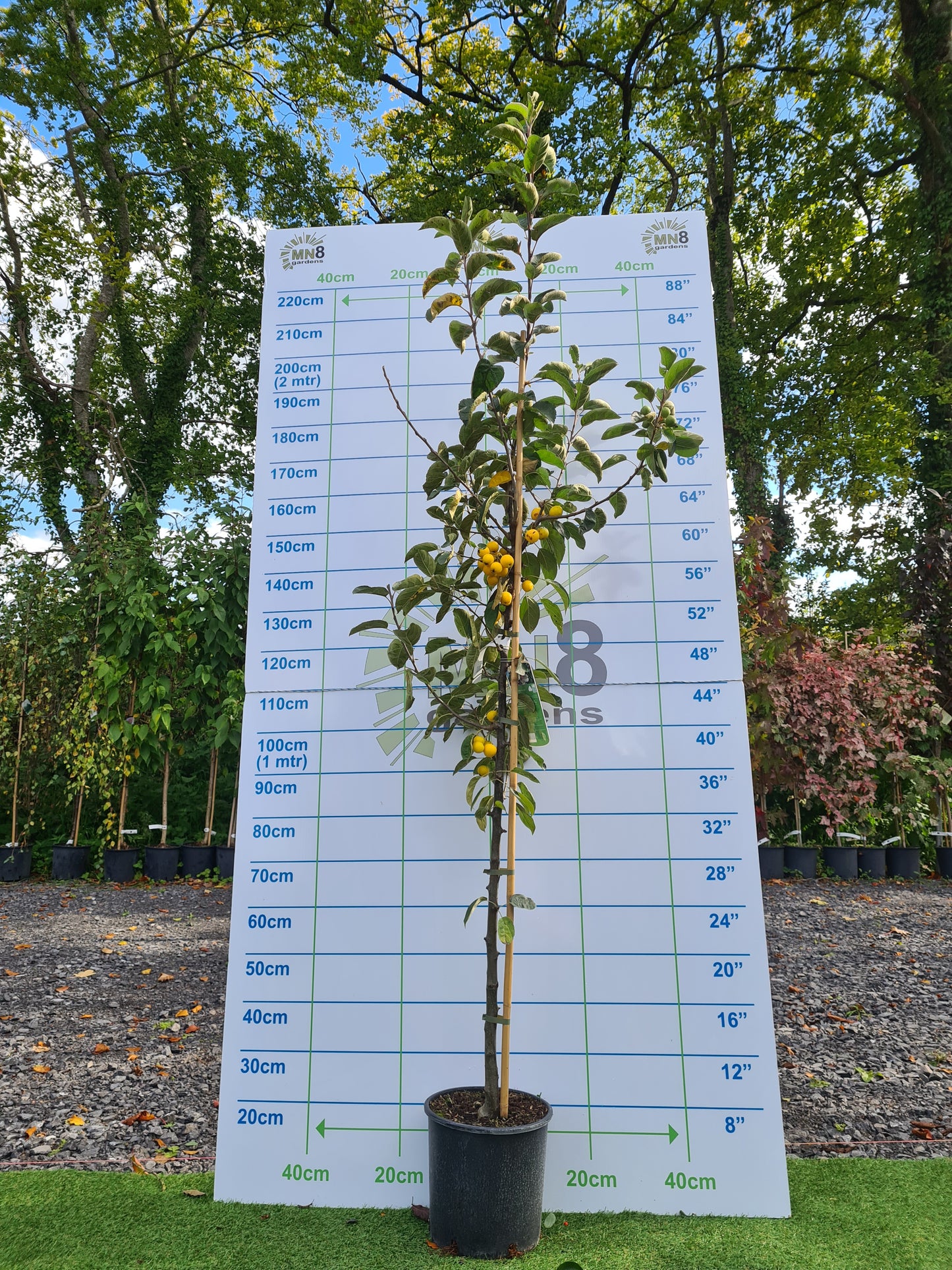 Malus Golden Hornet (Crabapple)