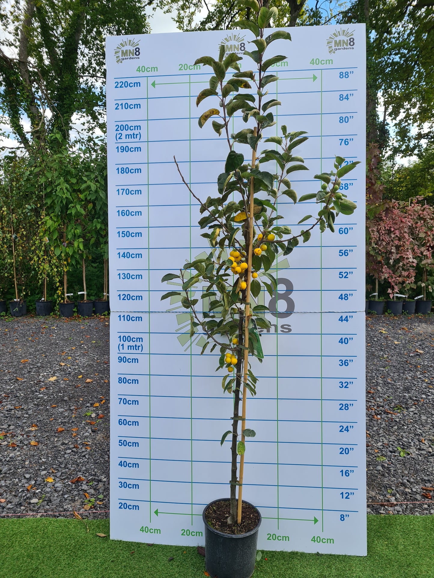 Malus Golden Hornet (Crabapple)