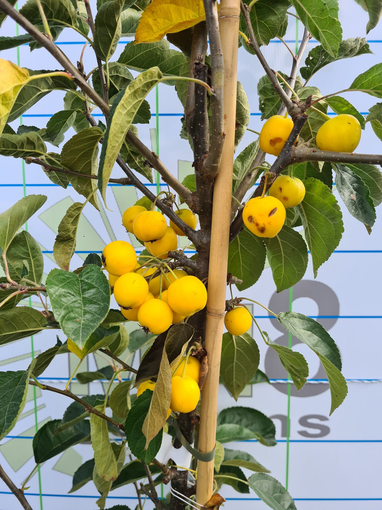 Malus Golden Hornet (Crabapple)