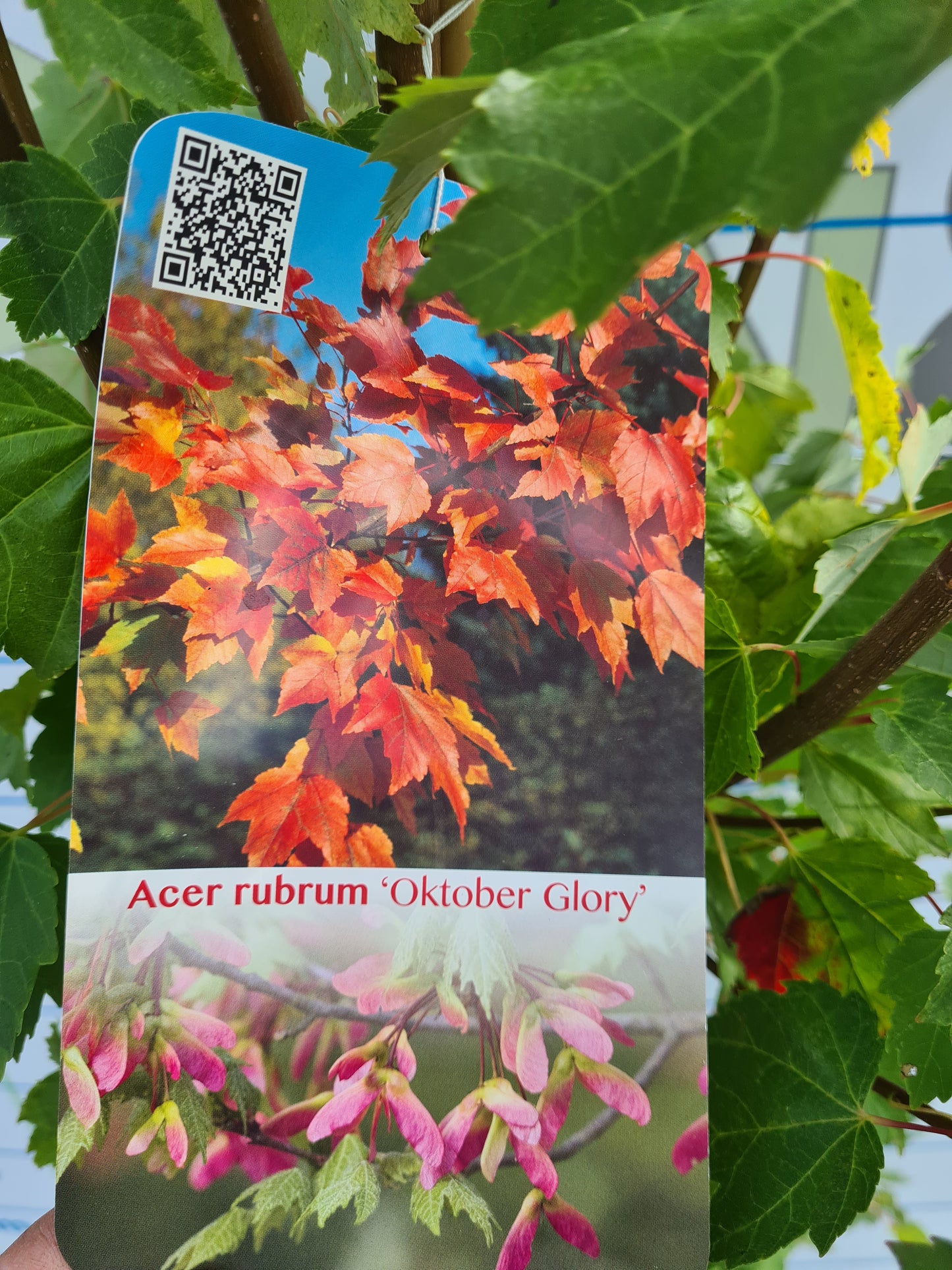 Acer Rubrum October Glory