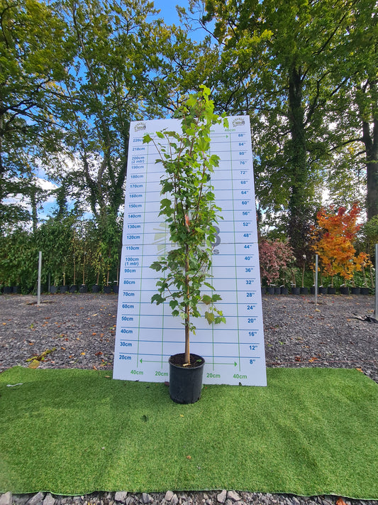 Acer Rubrum October Glory
