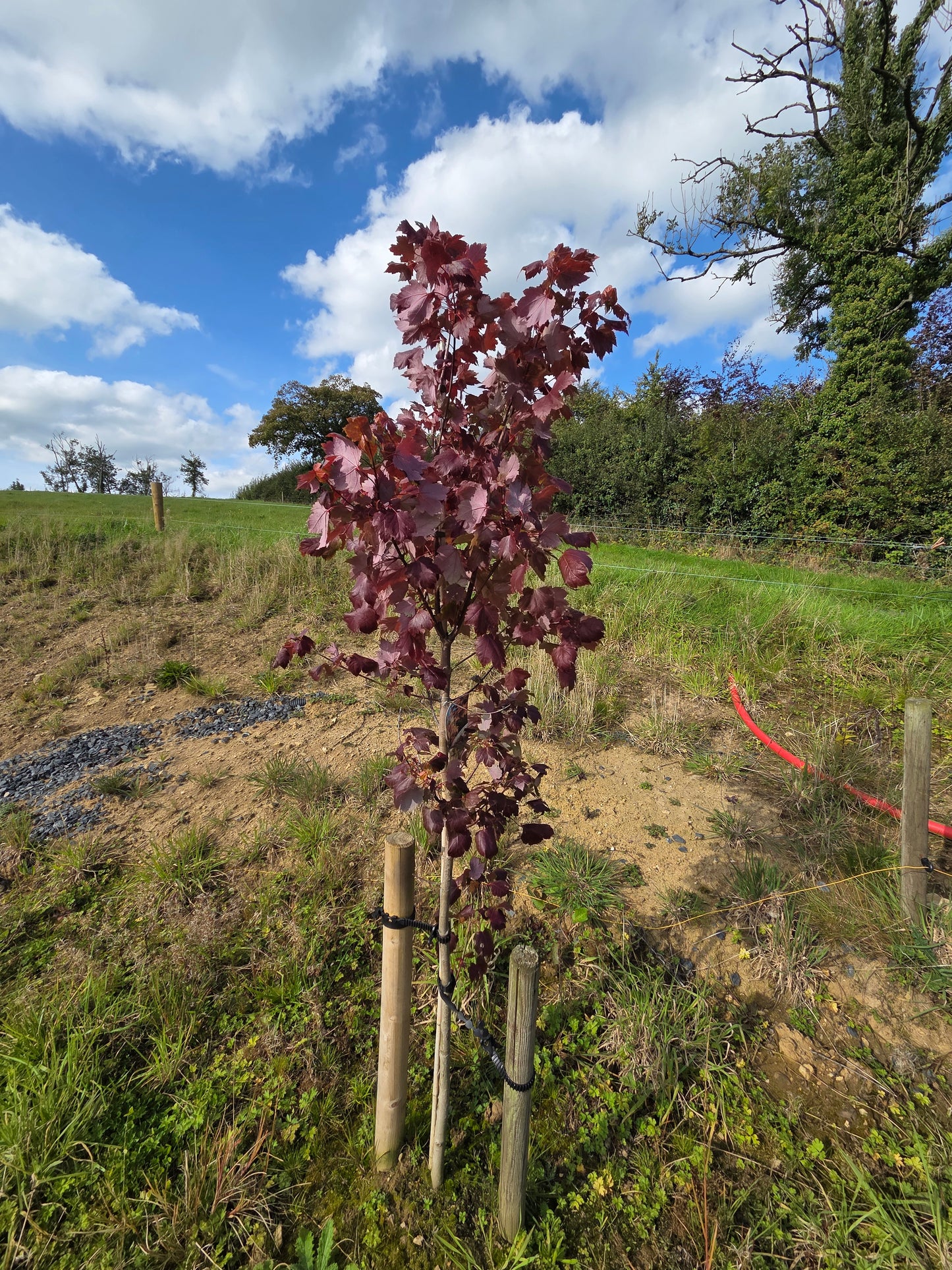 Acer Rubrum October Glory