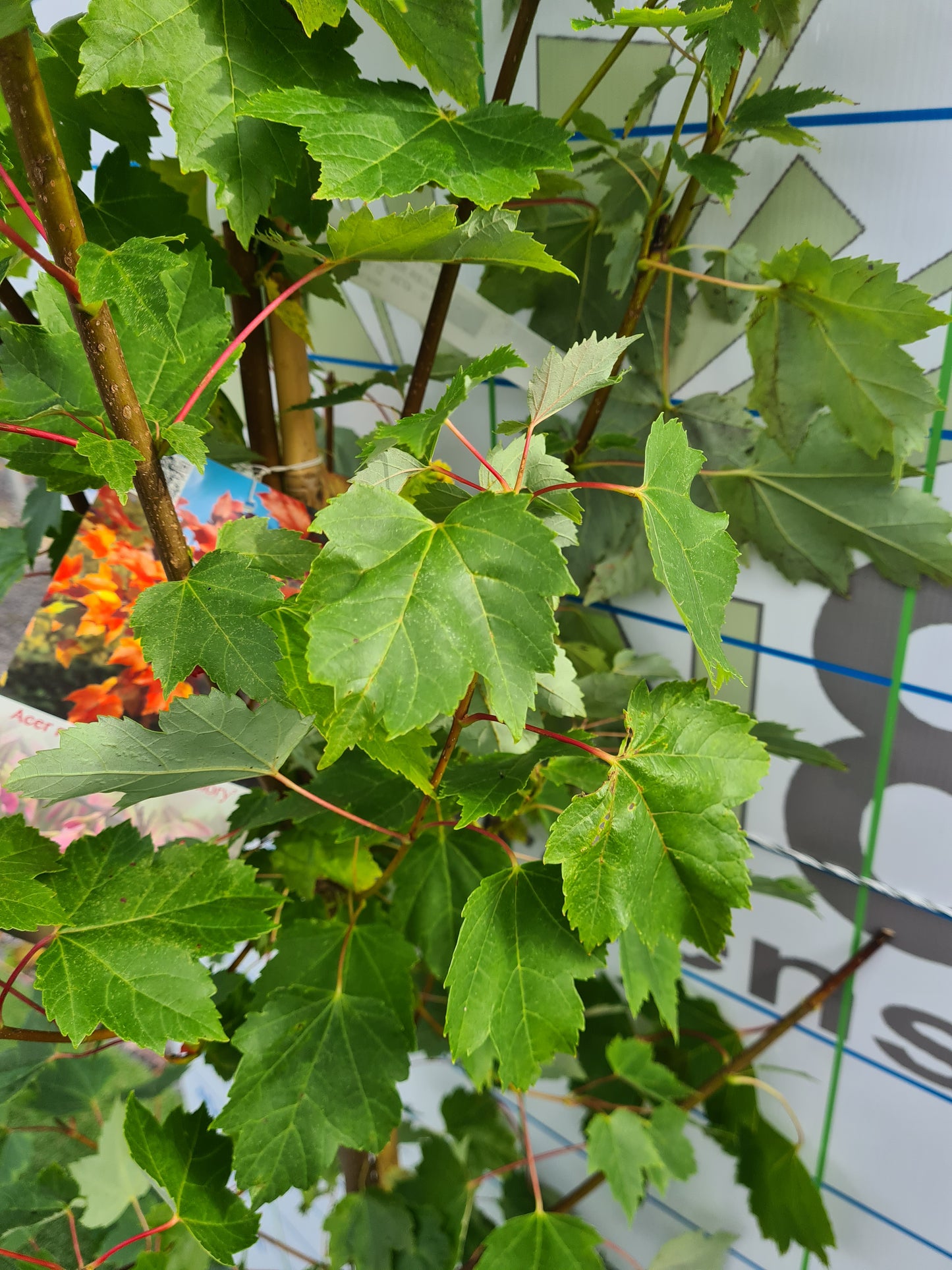 Acer Rubrum October Glory