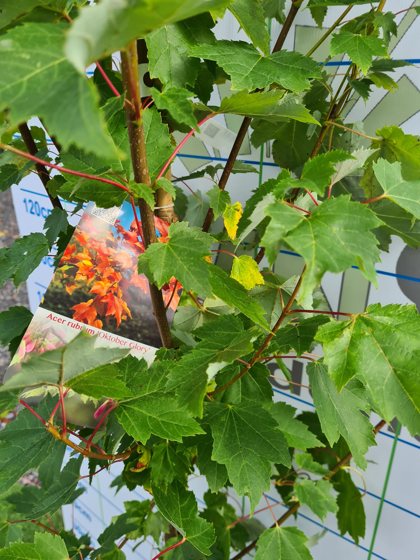 Acer Rubrum October Glory