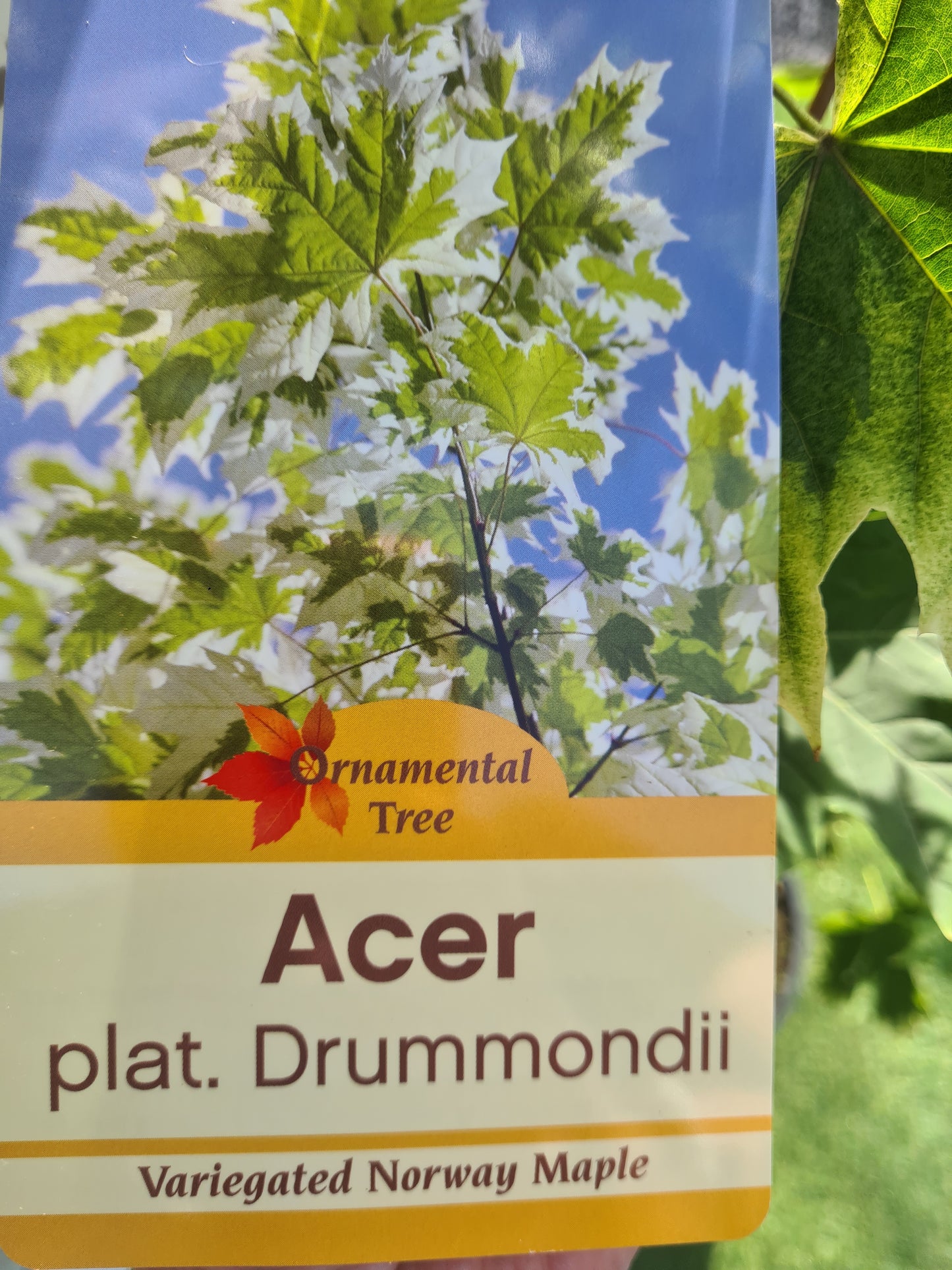 Acer P Drummondii.