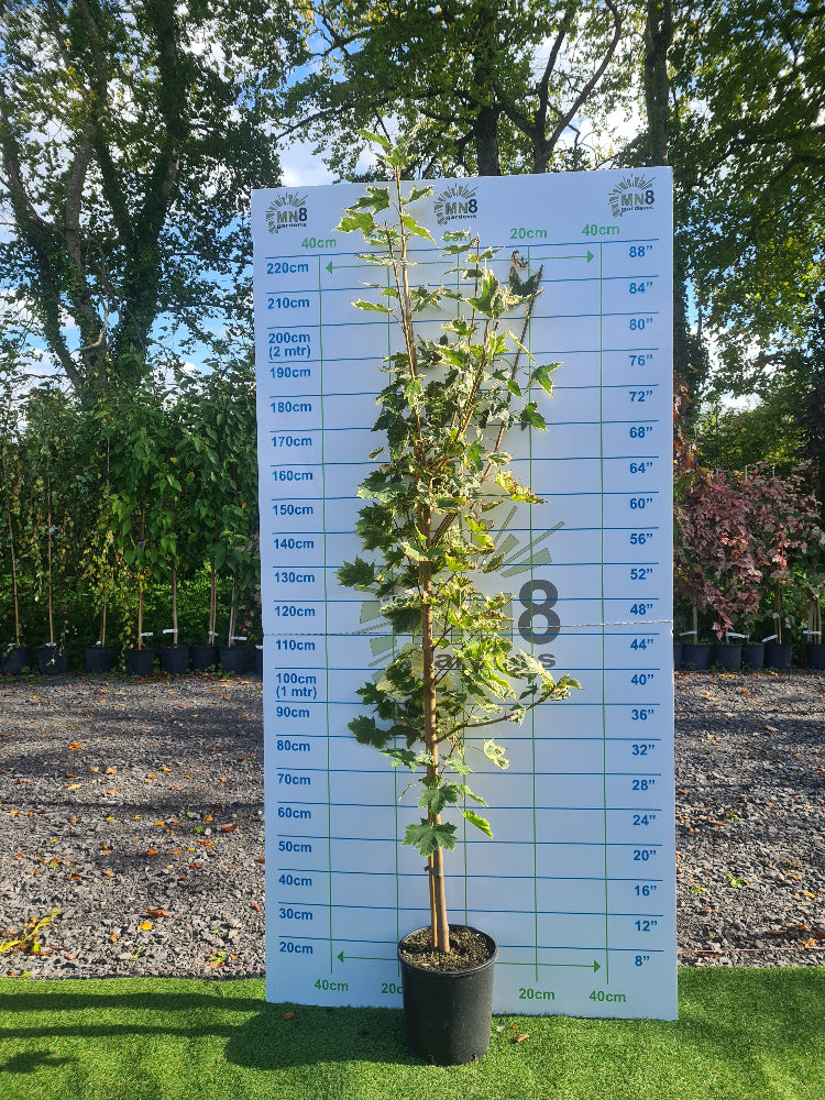 * * Special LARGE Acer Tree Bundle. ** 3 For €135.00