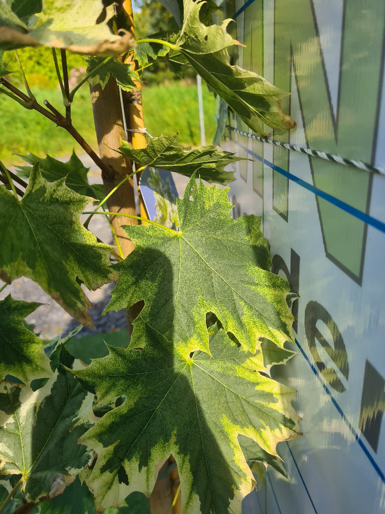 * * Special LARGE Acer Tree Bundle. ** 3 For €135.00