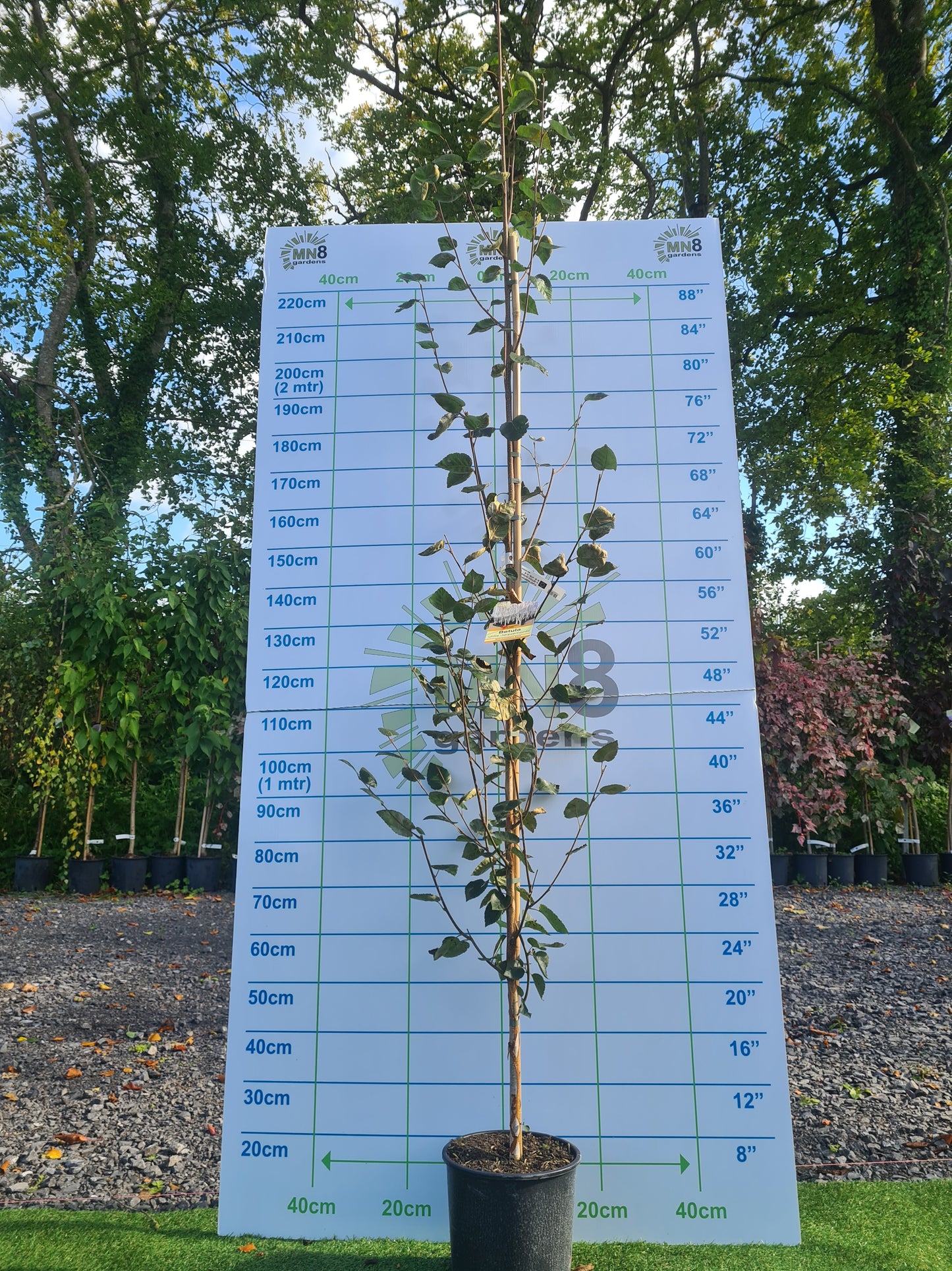 Betula Utilis Jaquemontii "Silver Birch"