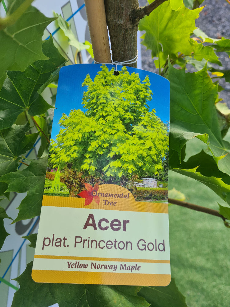 6 Tree Bundle Special Offer