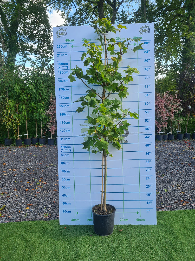 ** Flash Sale ** Acer Princeton  Gold (Golden Norway Maple) €45.00