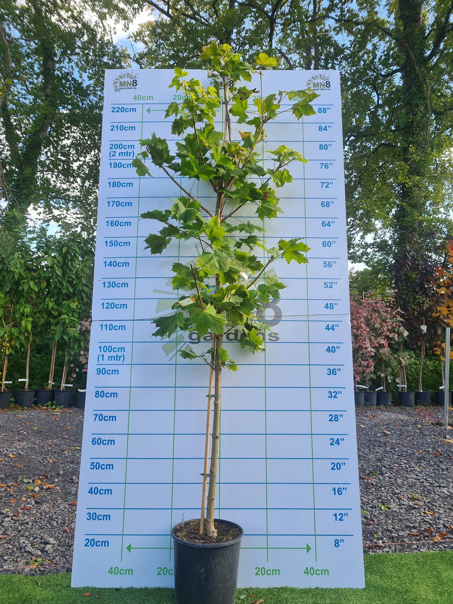 Acer platanoides 'Princeton Gold' (Golden Norway Maple)