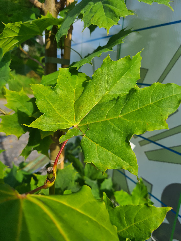 6 Tree Bundle Special Offer