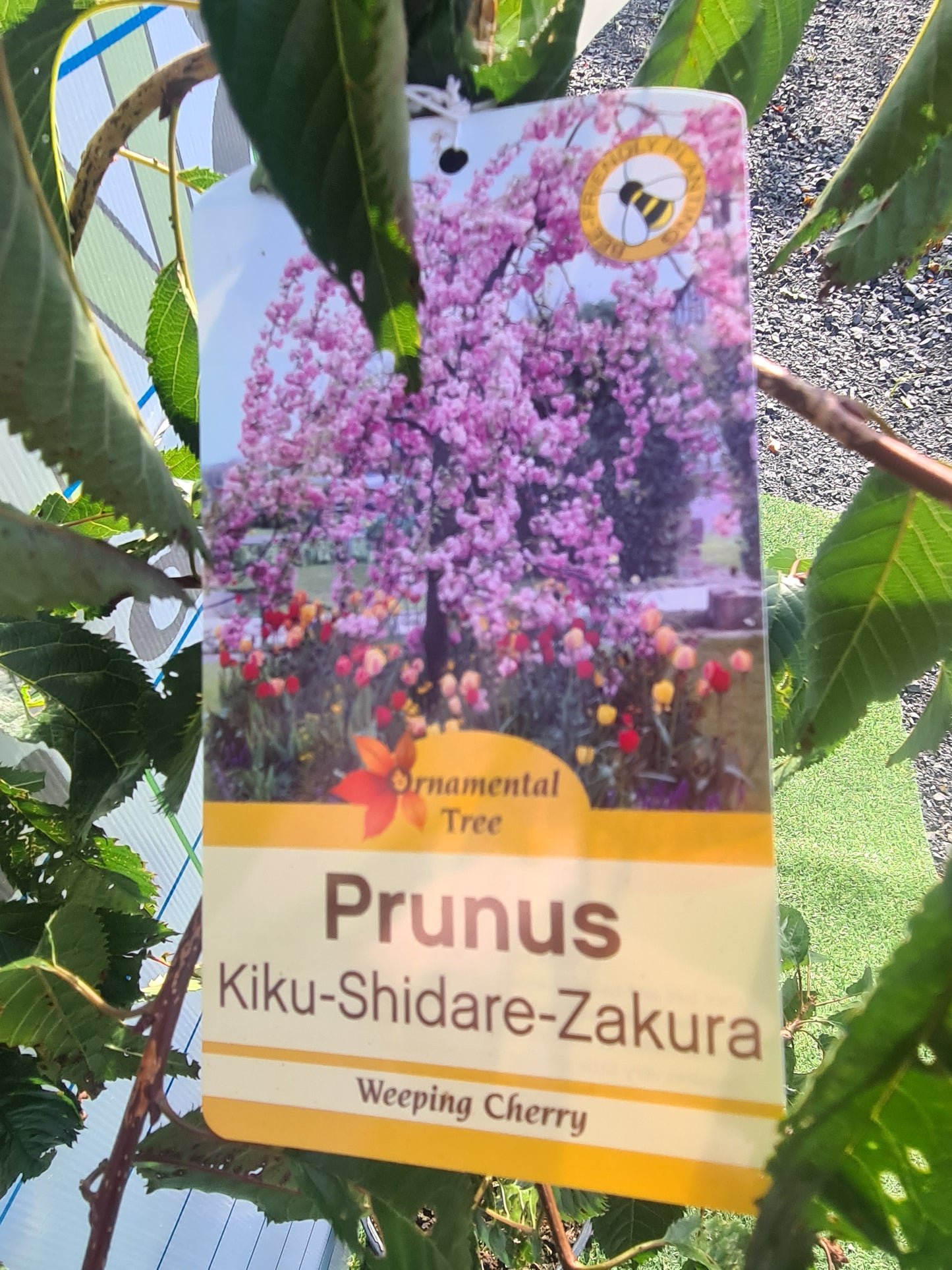 Prunus 'Kiku-shidare-zakura' (Cheal's Weeping Cherry)