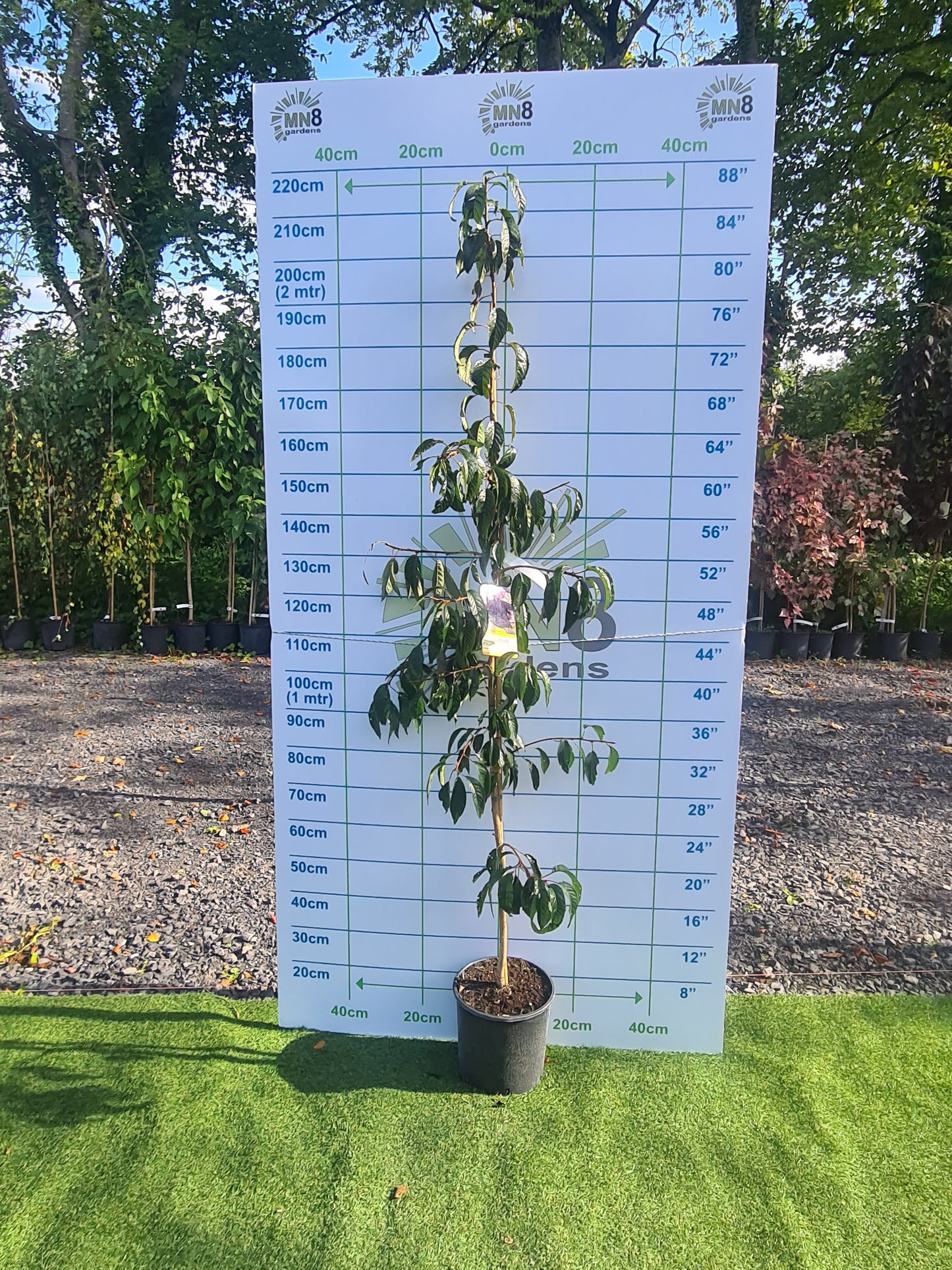 ** Special Offer ** Prunus Zakura