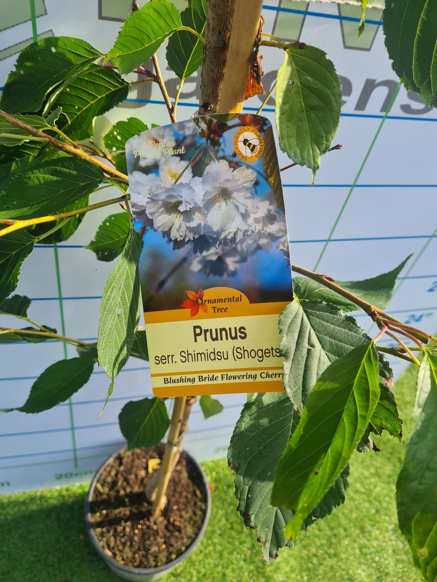 Shimidsu Blushing Bride. (Prunus Shogetsu)