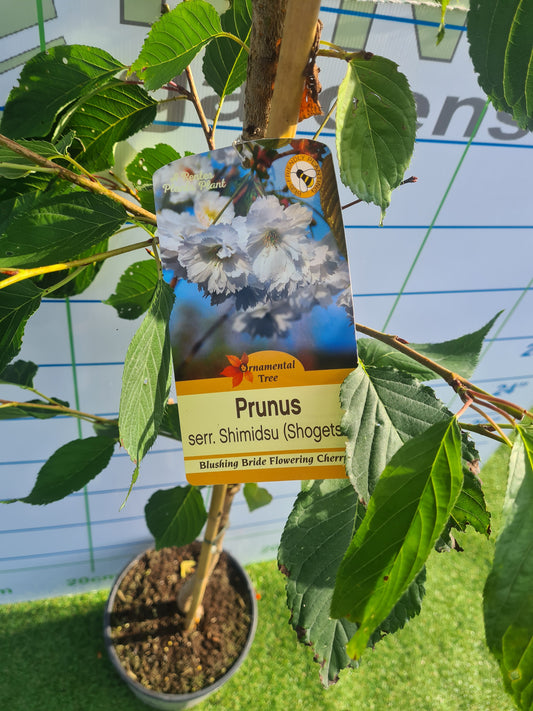 Shimidsu Blushing Bride. (Prunus Shogetsu)