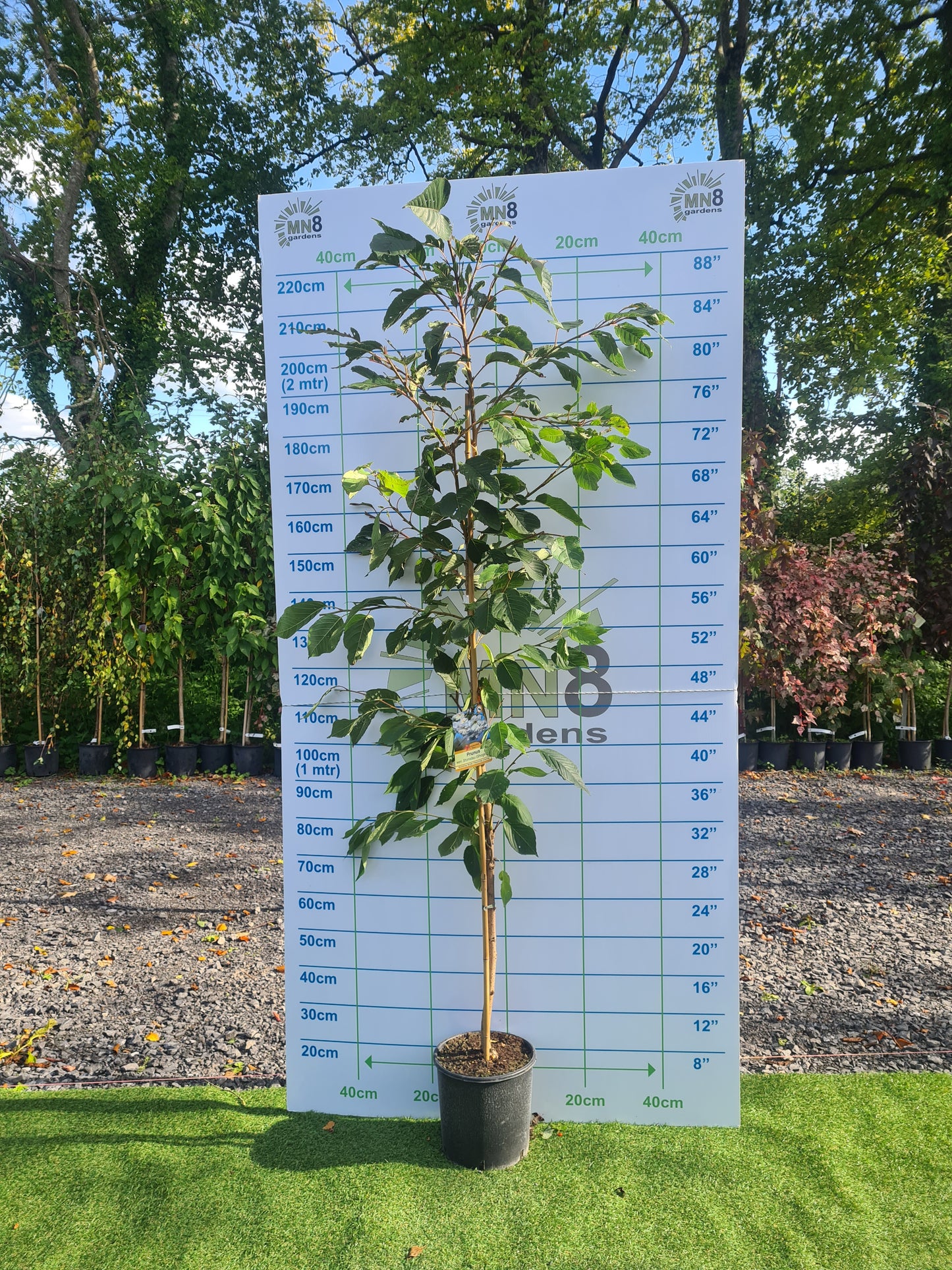 Shimidsu Blushing Bride. (Prunus Shogetsu)