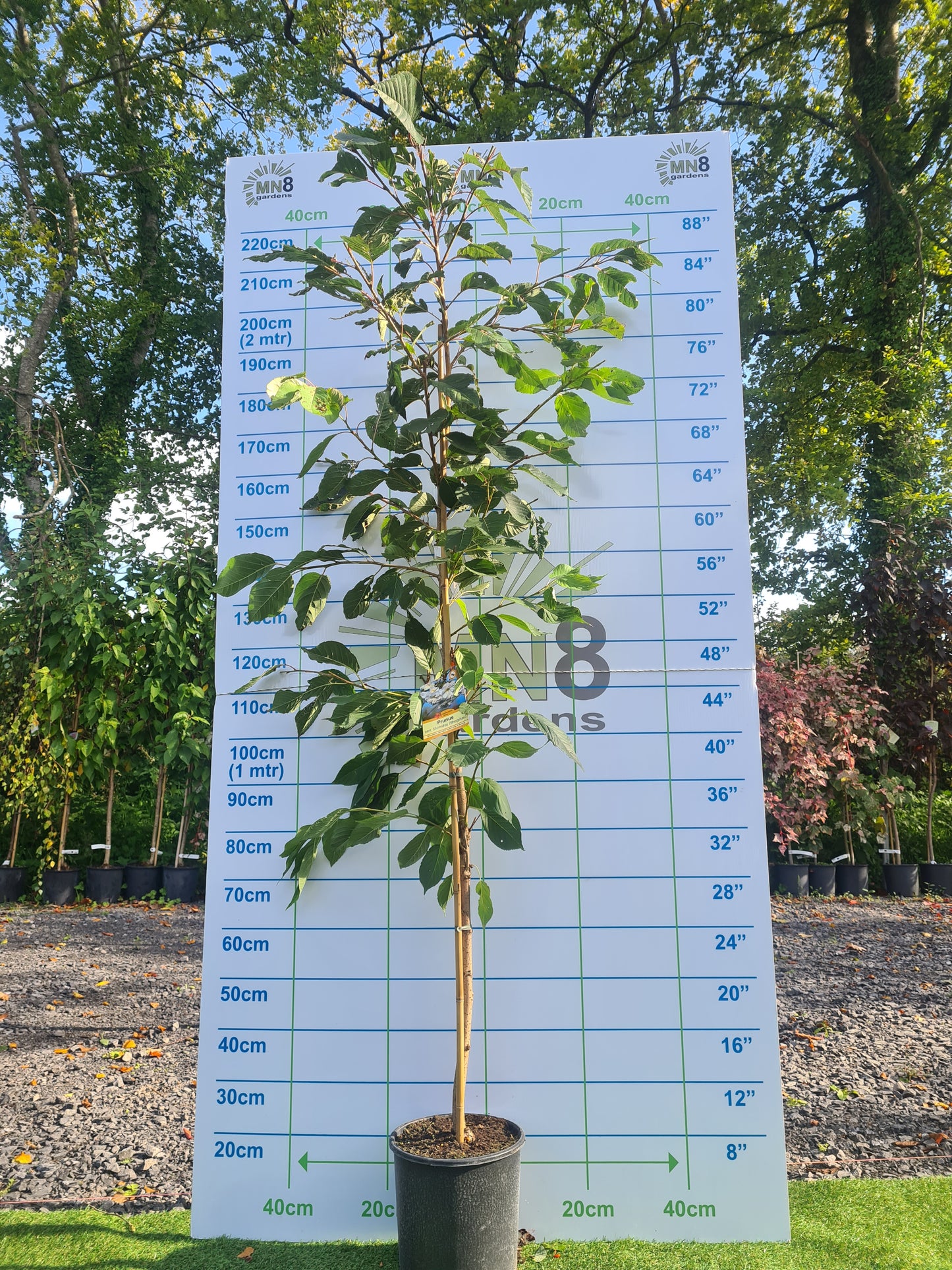 Shimidsu Blushing Bride. (Prunus Shogetsu)