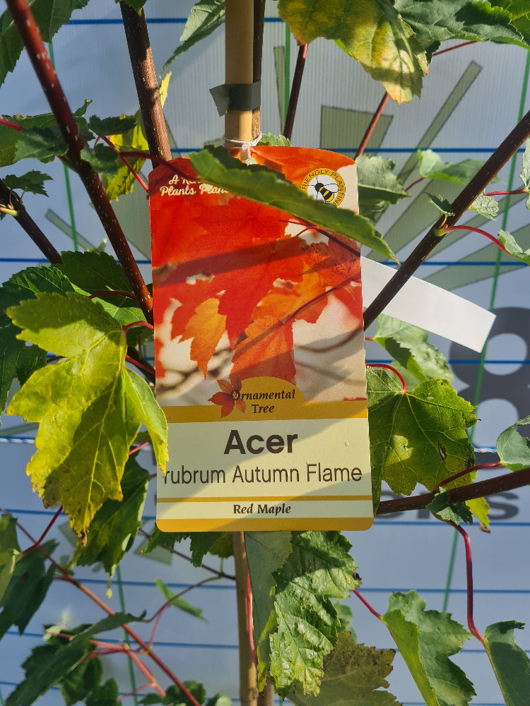 * * Special LARGE Acer Tree Bundle. ** 3 For €135.00