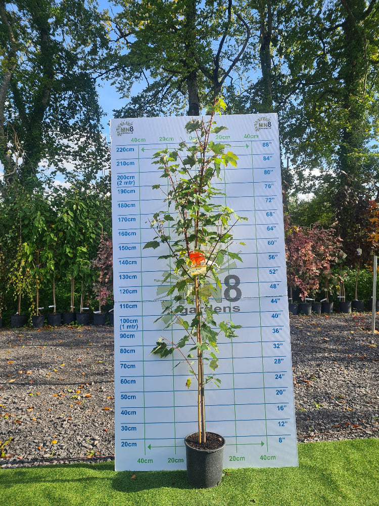 * * Special LARGE Acer Tree Bundle. ** 3 For €135.00