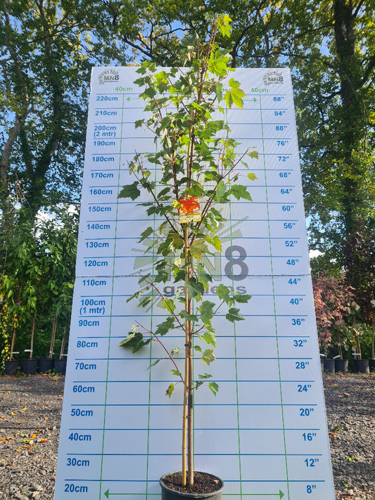 Acer Rubrum Autumn Flame