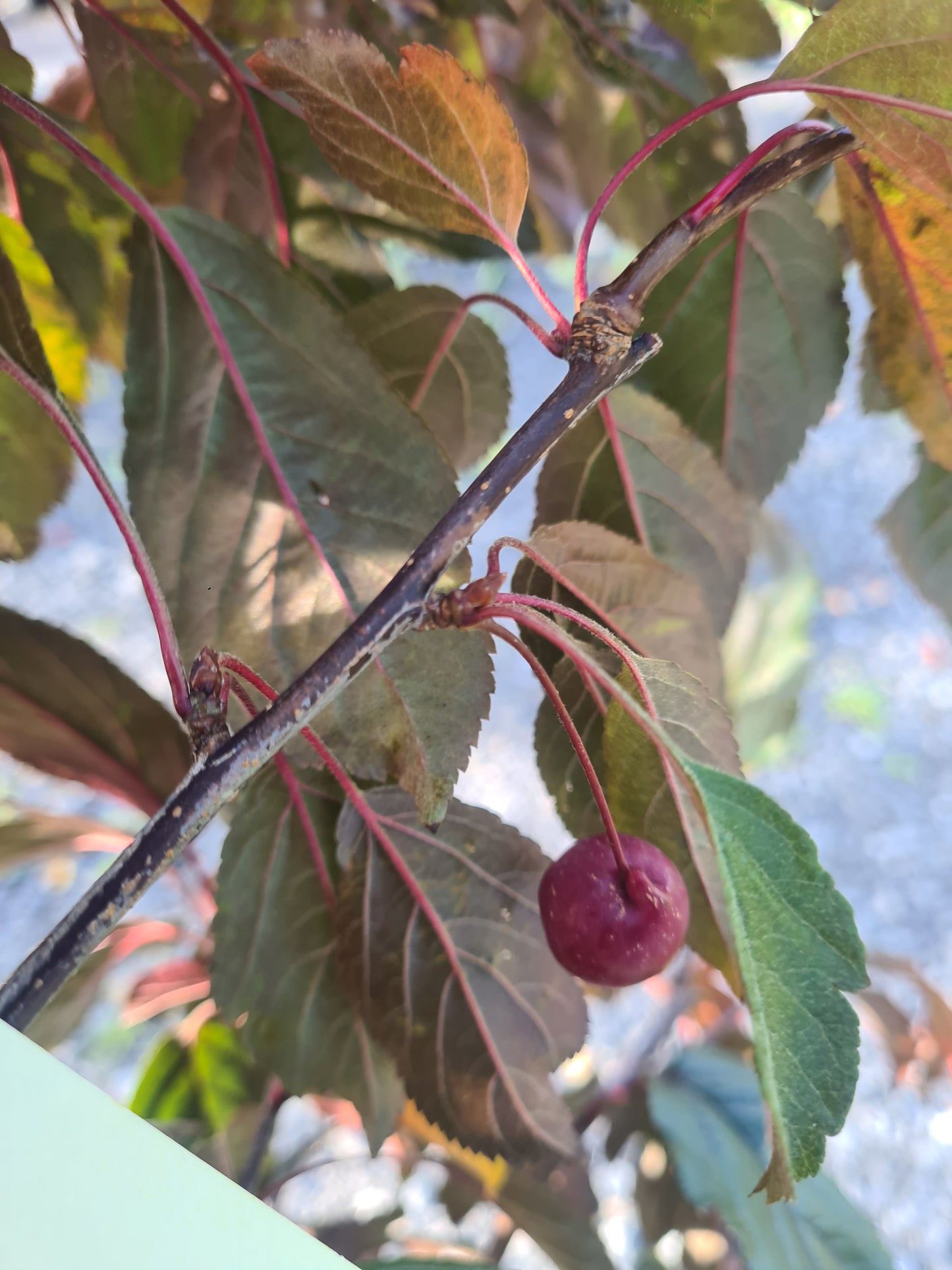 Crabapple, Malus Scarletta.