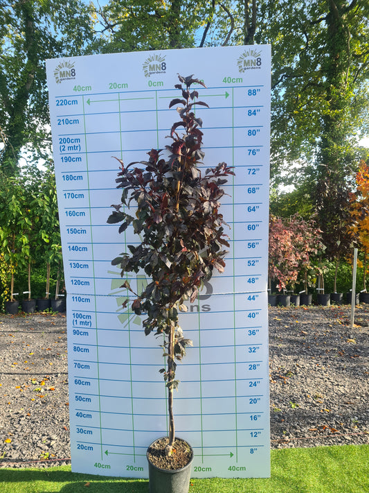 Crabapple, Malus Scarletta.