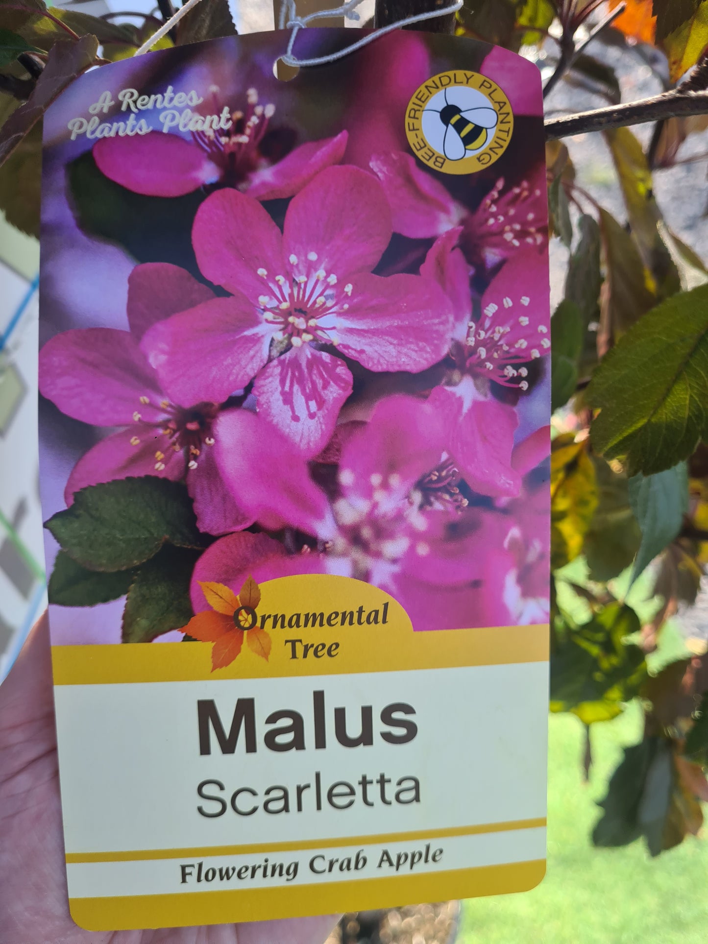 Crabapple, Malus Scarletta.