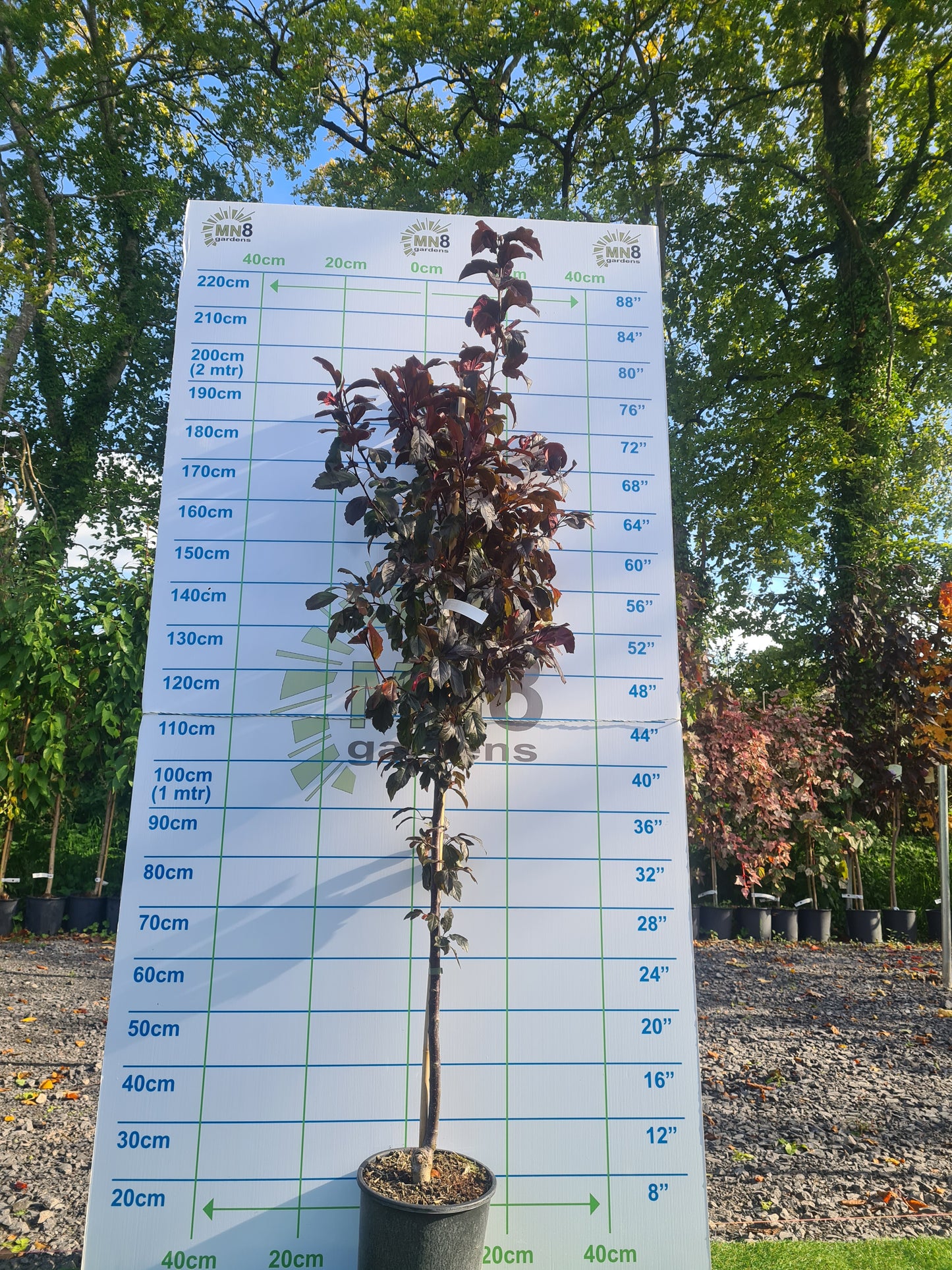 Crabapple, Malus Scarletta.