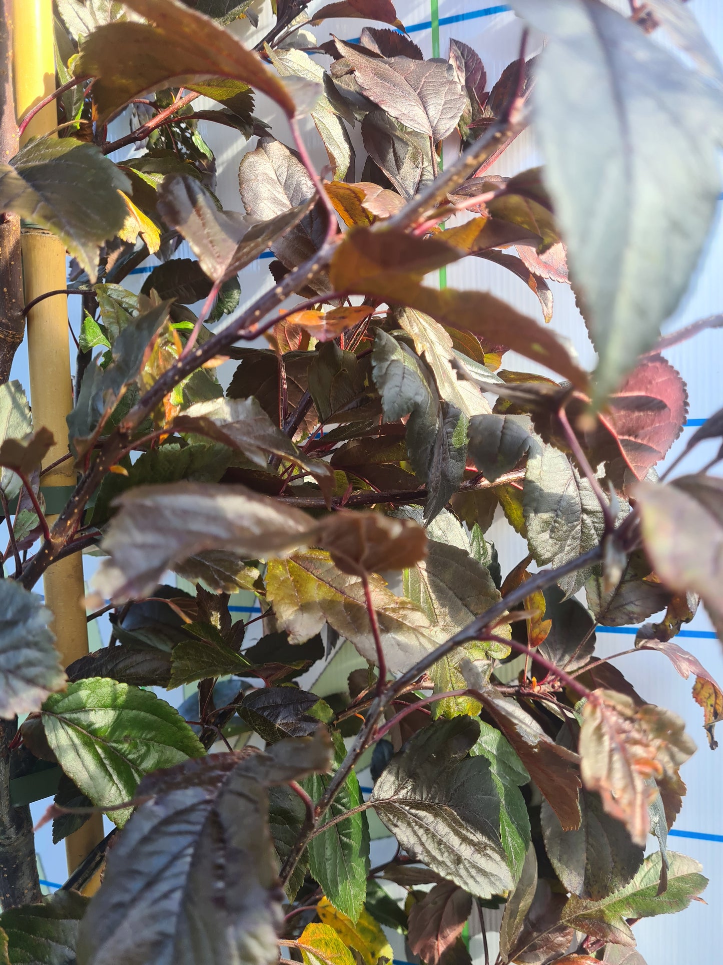 Crabapple, Malus Scarletta.