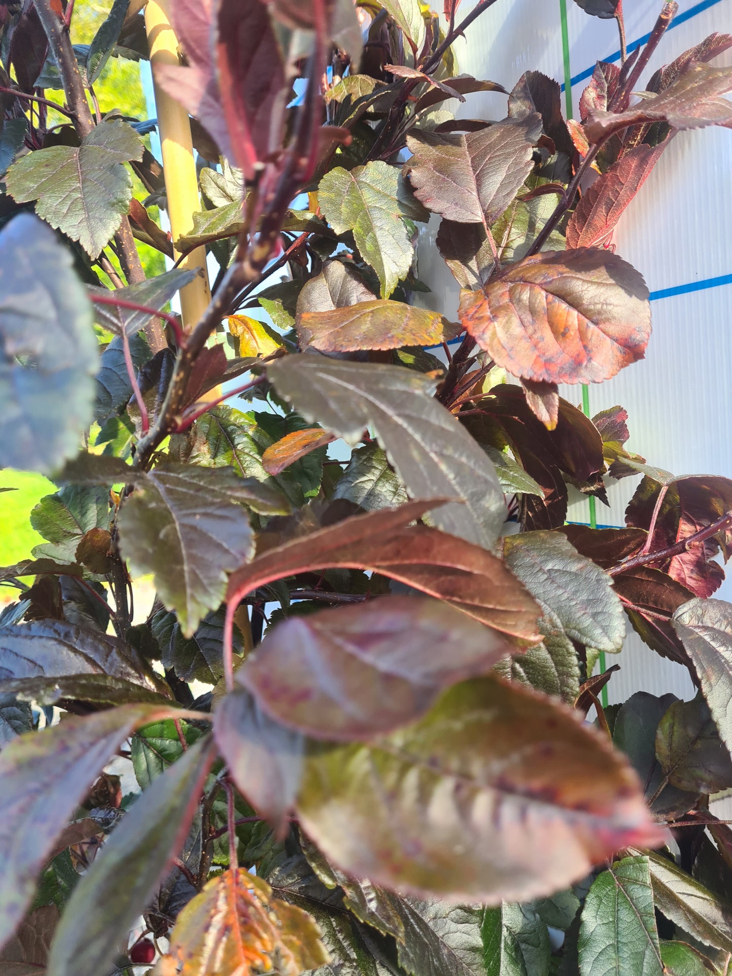 Crabapple, Malus Scarletta.