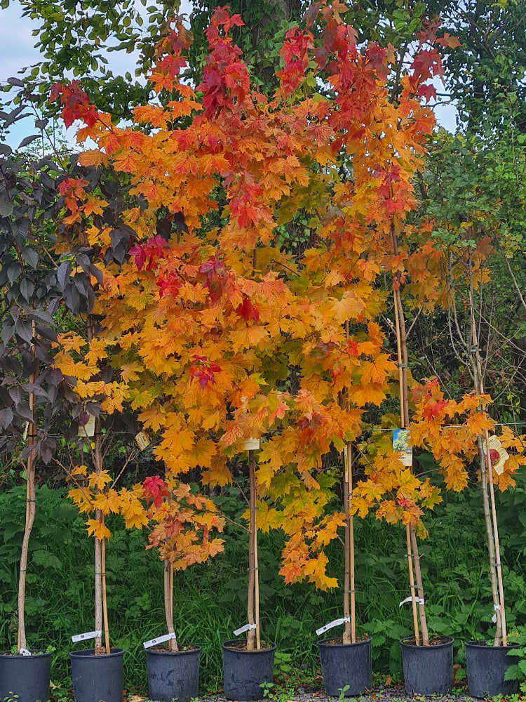 ** Flash Sale ** Acer Princeton  Gold (Golden Norway Maple) €45.00